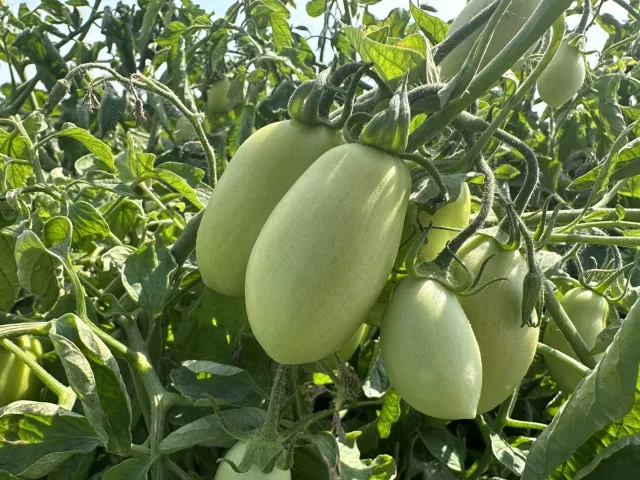 СВТМ9018