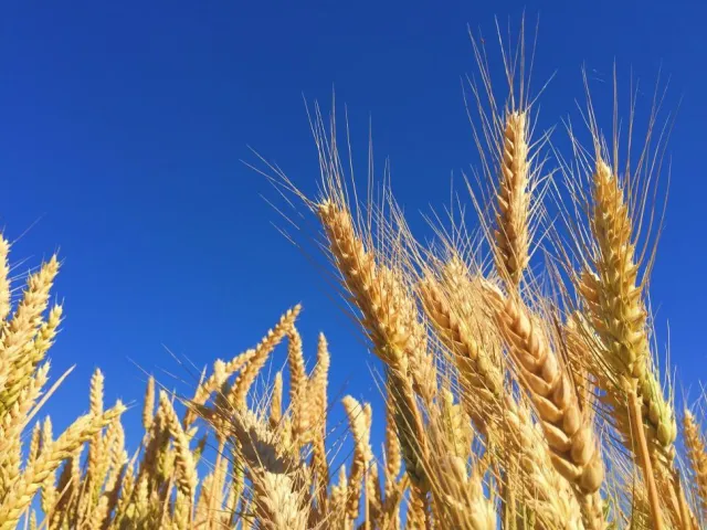 pshenica-aziia-plius