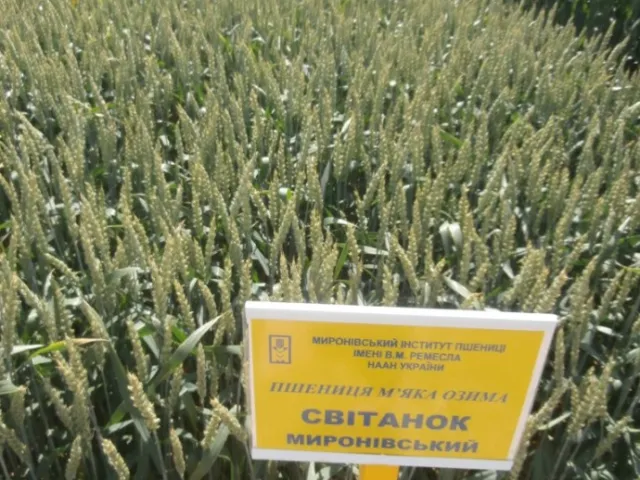 Світанок Миронівський
