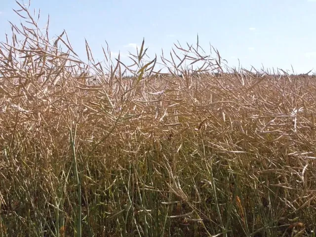 Cromputer