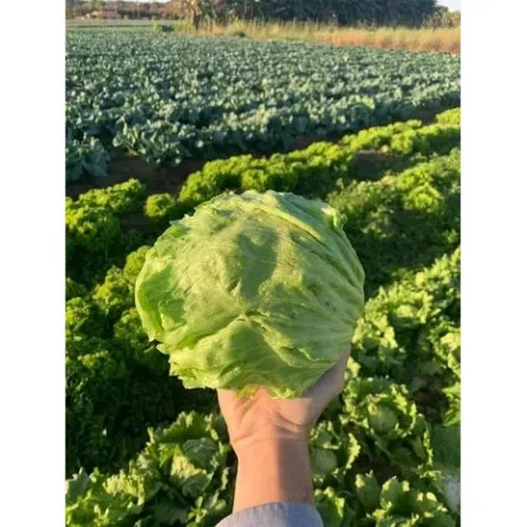 salat-aruanas