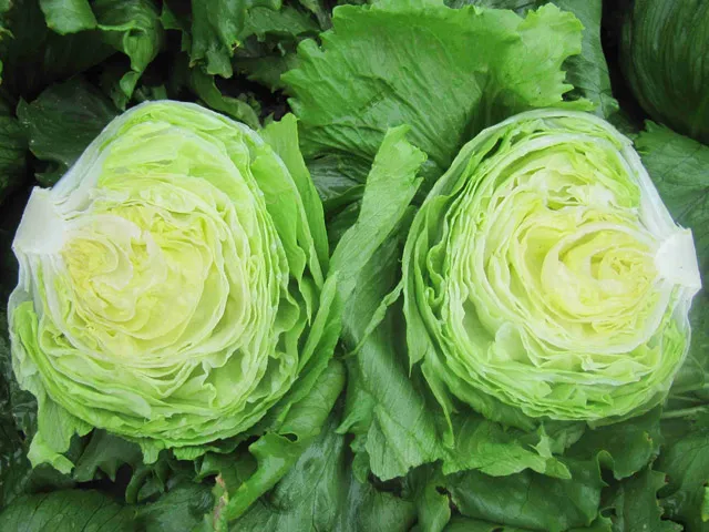 salat-carregon