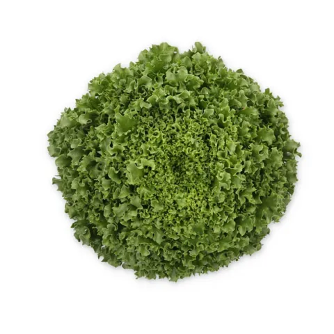 salat-hydrolique