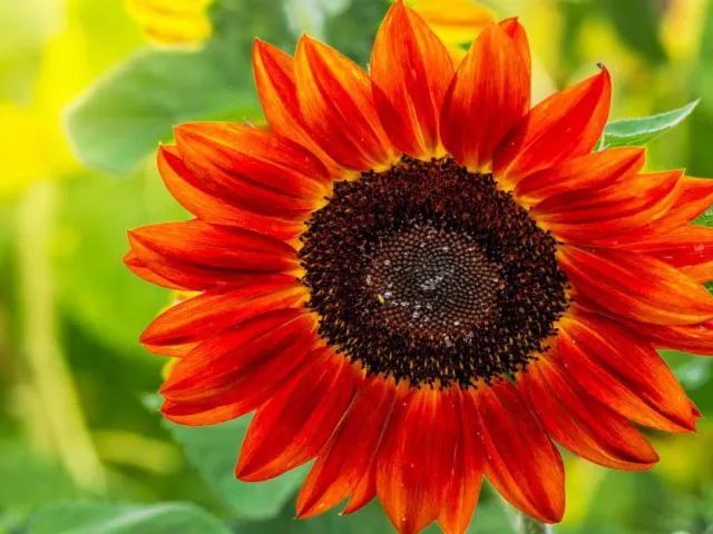 SOL INVICTUS