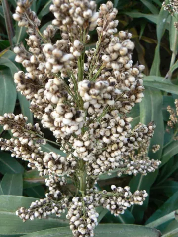 sorgo-rgt-indiggo