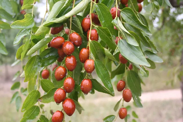 unabi-tavrichanin