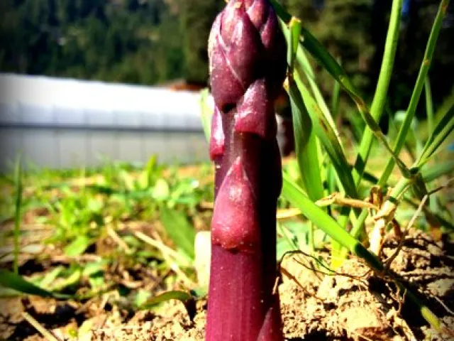 Purple Passion