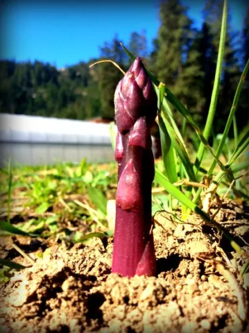 sparzha-purple-passion