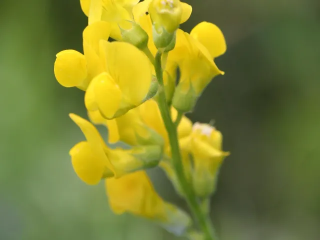 Лігум