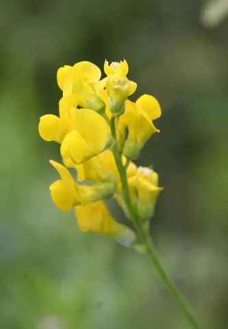 china-lihum