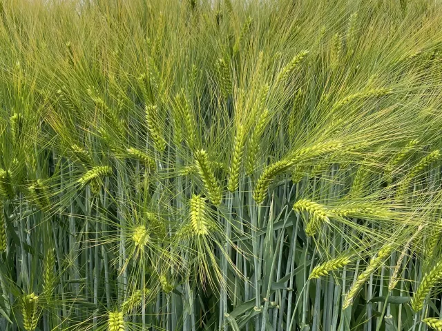 КВС Чіліс