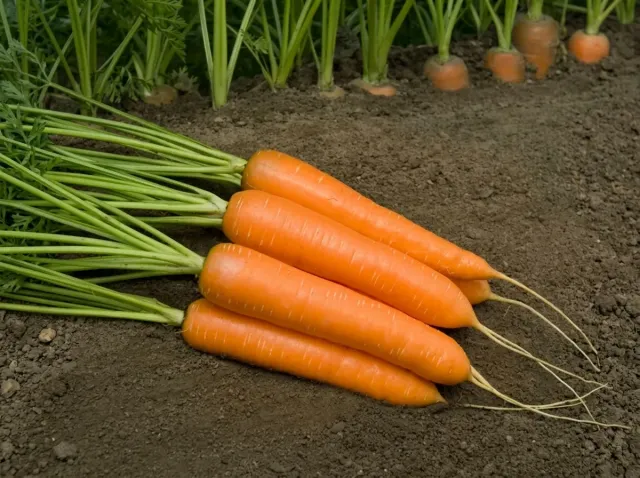 Freshly harvested Montana RC carrot on the field