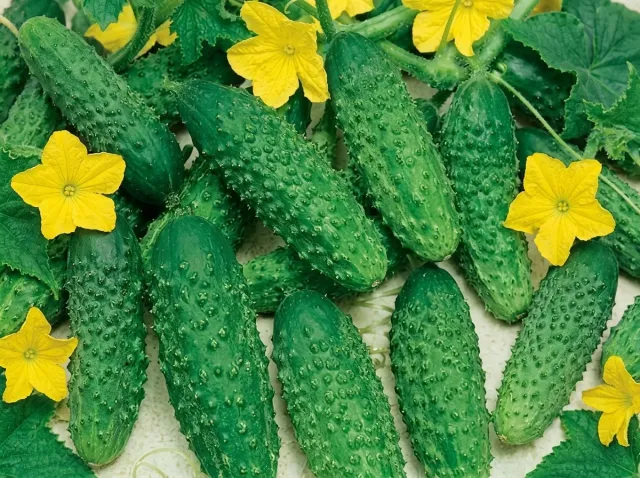 Fruits of the cucumber variety Pasadena F1 with flowers on the bush