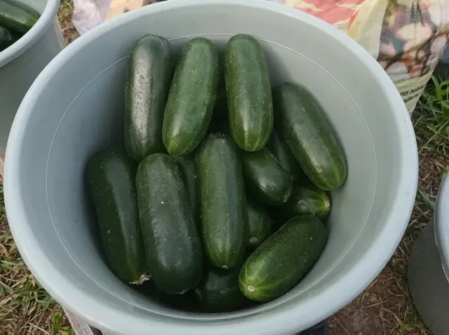 Fresh Katya F1 cucumbers in a plastic bucket