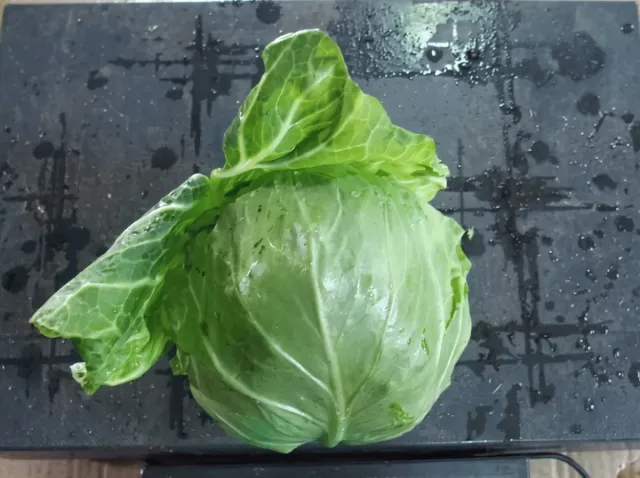 Fresh head of Orion F1 cabbage