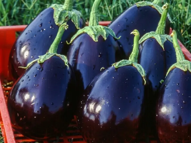 Fresh eggplant fruits of the 'Tirrenia F1' variety in a crate