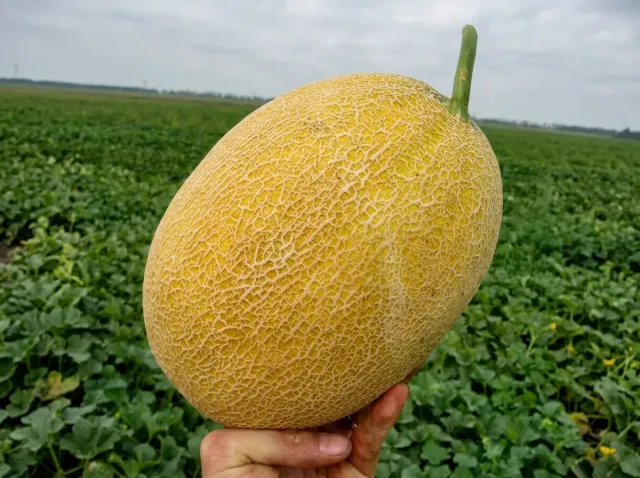 Large yellow melon against a green field - Amal F1