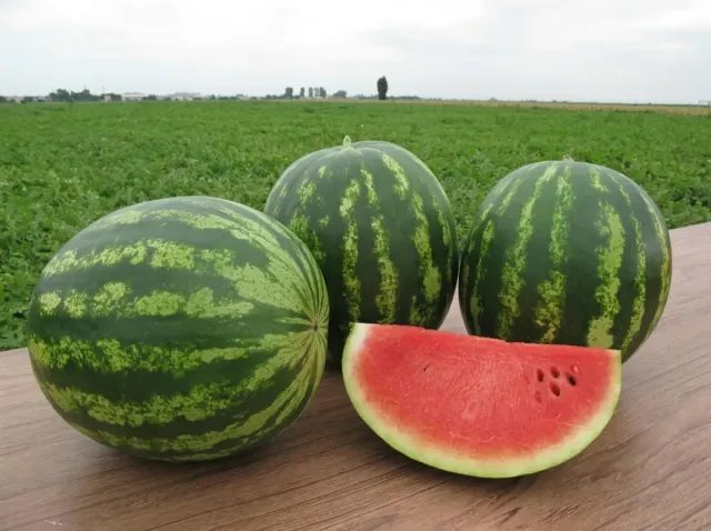 Three whole watermelons and one sliced on a wooden board against a green field - Trophy F1