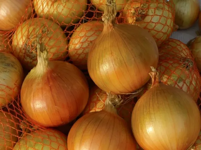 Panther F1 onion in a mesh bag