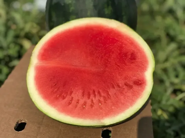 Sliced watermelon fruit of the Extasy F1 variety