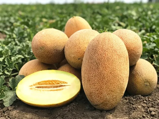 Ripe Vitorio F1 melons in the field, with one cut in half