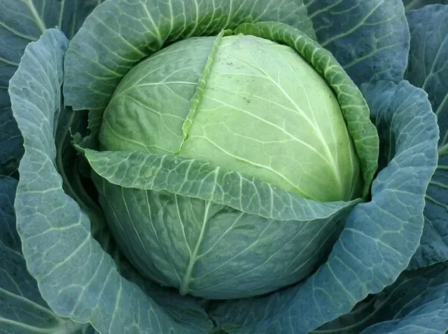 Head of Castello F1 cabbage
