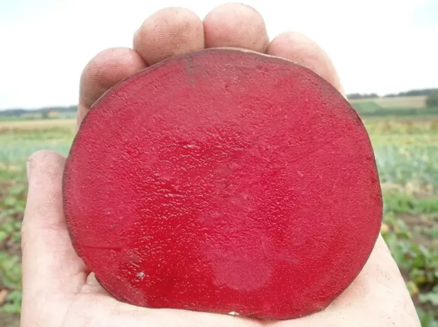 A cross-section of a table beet root variety Nobol in a hand