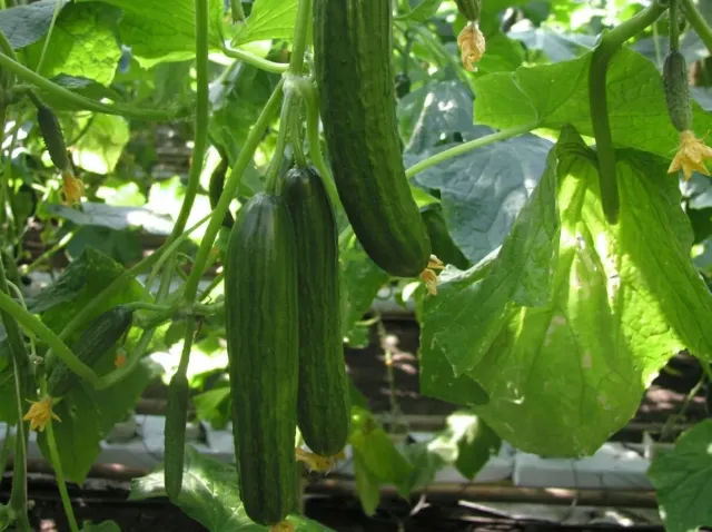 Fruits of Mertus RZ F1 cucumber on a plant in a greenhouse
