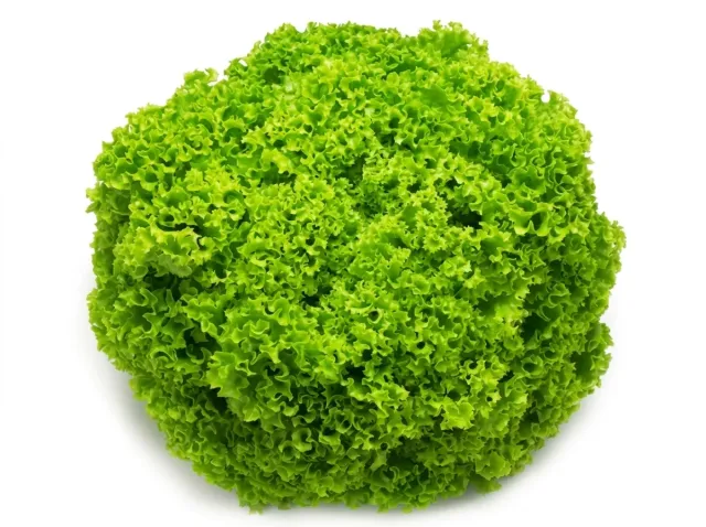 Fortunas RC lettuce head