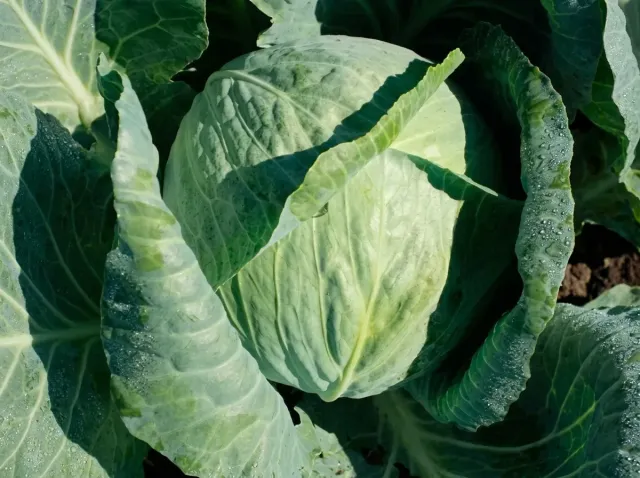 Ripe head of Reactor F1 cabbage in the field