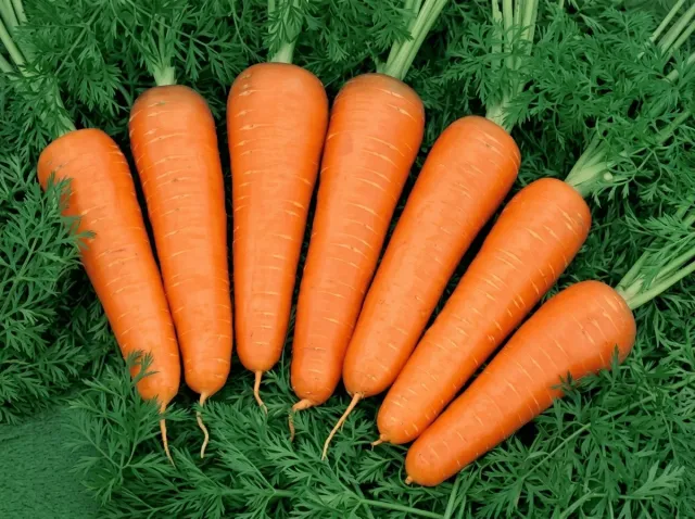 Ripe carrots of Nandrin F1 variety