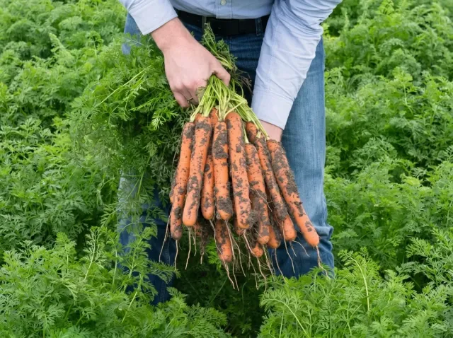 A person holding a bunch of freshly harvested Nerac F1 carrots in a field.