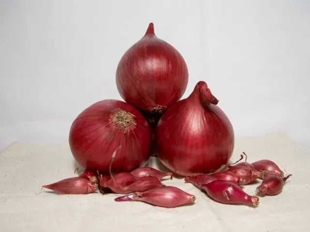 Red onion bulbs of the Red Baron variety on a light background