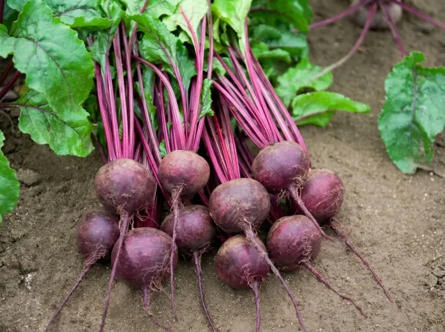 Harvest of table beet 'Ronda F1' in the garden