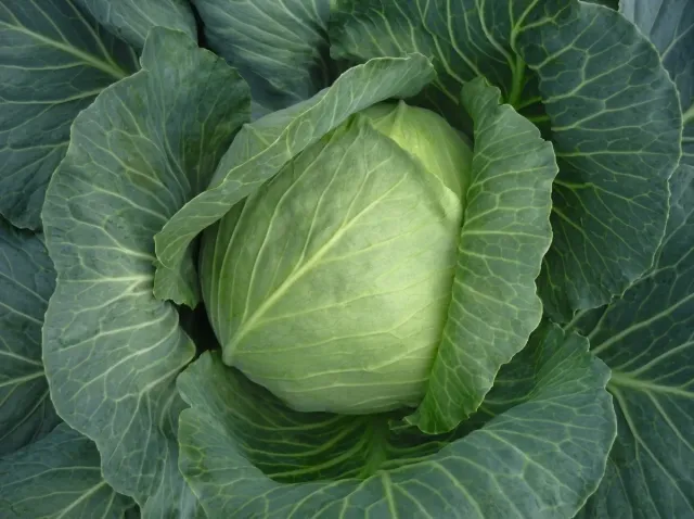 A ripe head of Bronco F1 white cabbage in the field