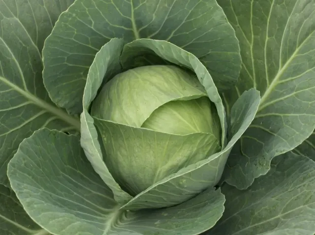 Head of white cabbage variety Thomas F1