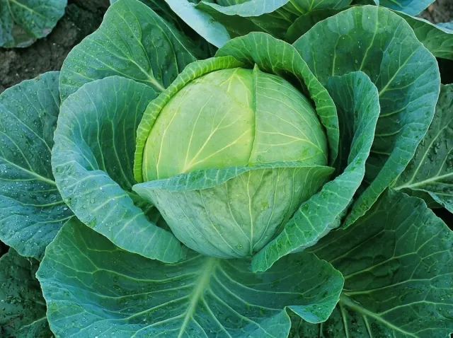 Fresh cabbage without packaging - Amtrak F1