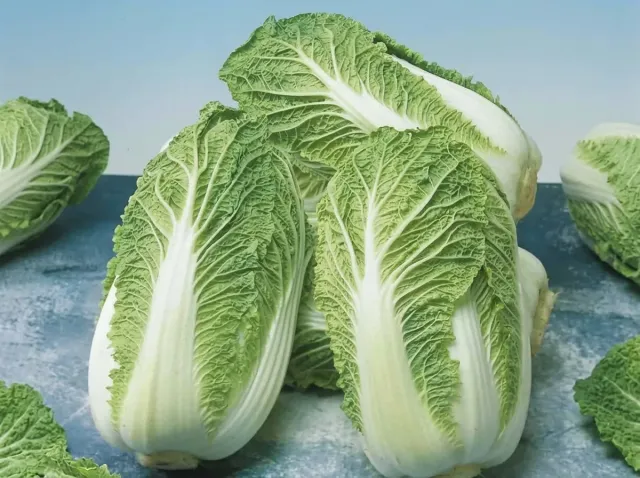 Fresh heads of Manoko F1 Chinese cabbage
