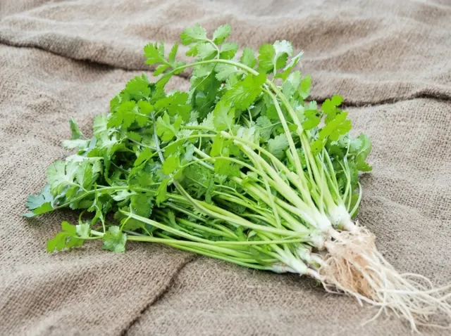 A bunch of fresh Caribe cilantro with roots