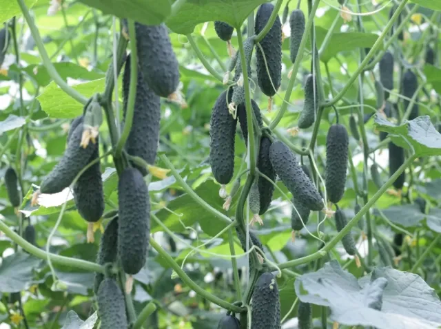 Nail F1 cucumber plant with fruits in a greenhouse