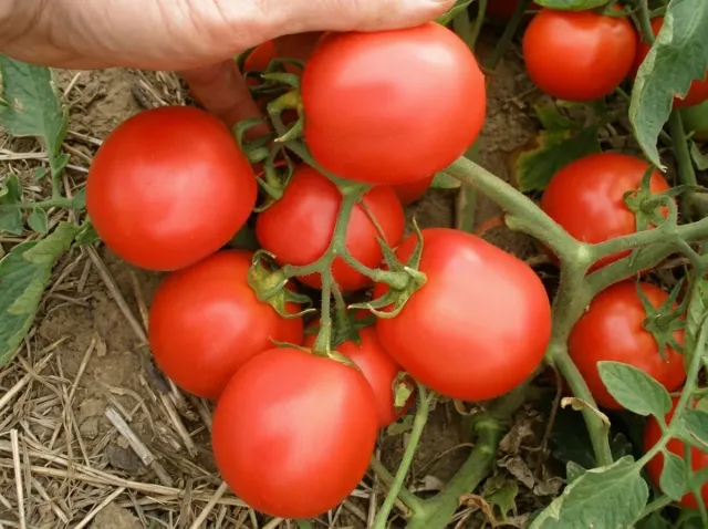 Ripe tomato fruits of the Escort variety on the vine