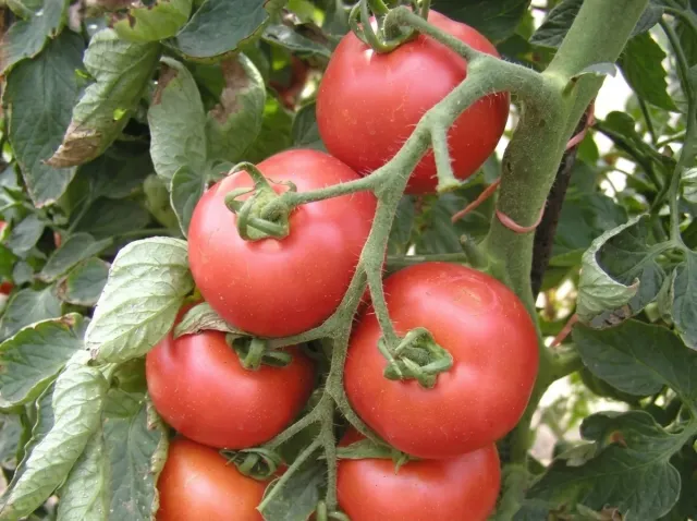 Cluster of ripe Tornado F1 tomatoes on the vine