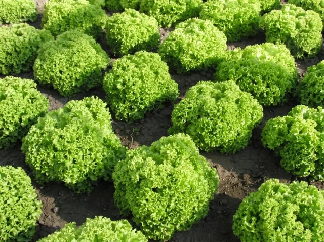 Field with growing Zlatava lettuce