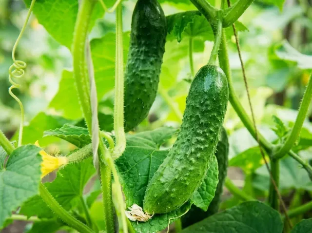 Ripe Polan F1 cucumbers growing in the garden