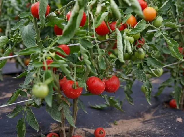 A bush of ripening Verlioka F1 tomatoes with red fruits