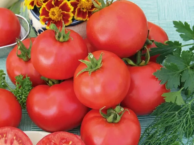 Ripe red tomato fruits of the Ballada variety