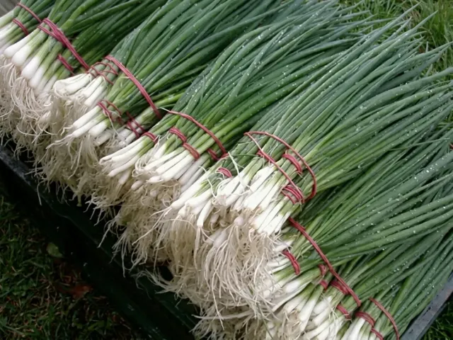 LONG WHITE KOSHIKAYA