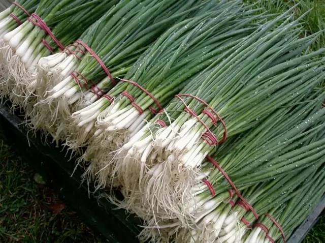 Bunches of fresh Long White Koshigaya green onions