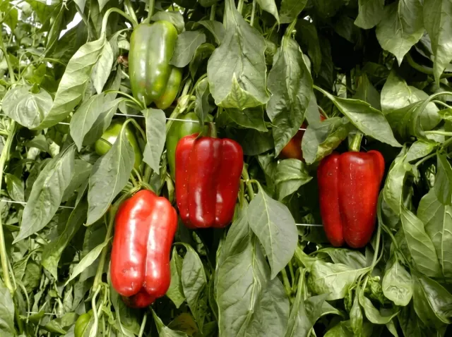 Red and green peppers on plant - OMBRONE F1