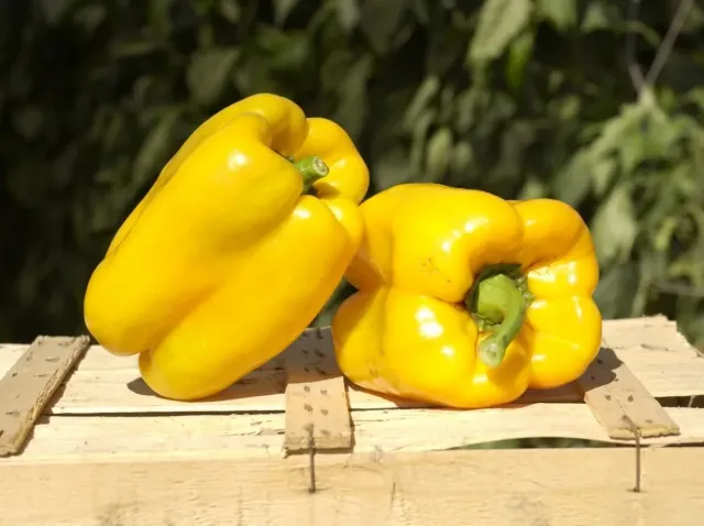 Yellow bell peppers on a wooden crate against a green background - TÈVERE F1